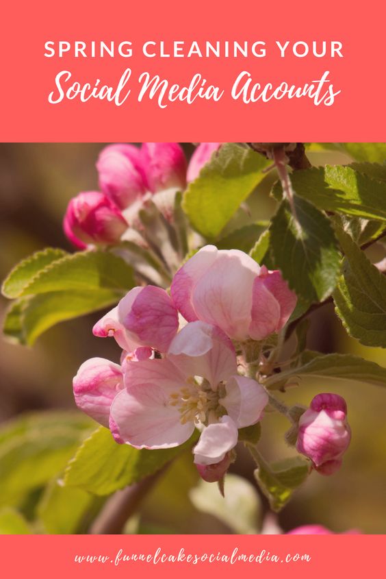 A pink flowering plant with the title Spring Cleaning your social media accounts